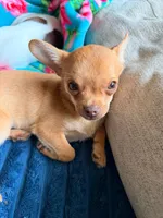 Choco, a male Chihuahua for sale in Fairfax, VA – 2 of 2