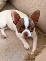 Sasha, a female Chihuahua for sale in Fairfax, VA – 2 of 3