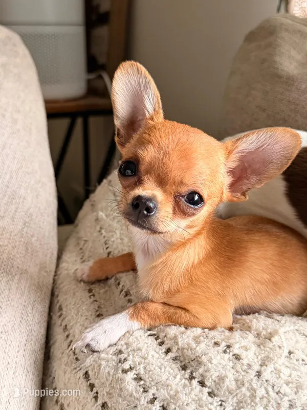 Picky – Chihuahua puppy for sale in Fairfax, VA