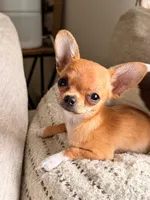 Picky, a female Chihuahua for sale in Fairfax, VA – 1 of 4