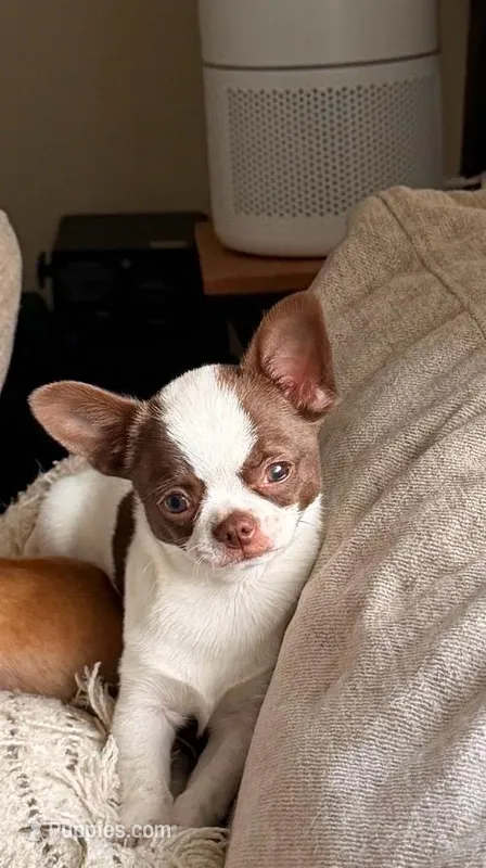 Sasha – Chihuahua puppy for sale in Fairfax, VA