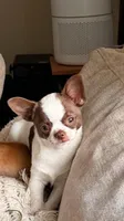 Sasha, a female Chihuahua for sale in Fairfax, VA – 1 of 3