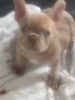Noddle, a male French Bulldog for sale in Raleigh, NC – 2 of 4