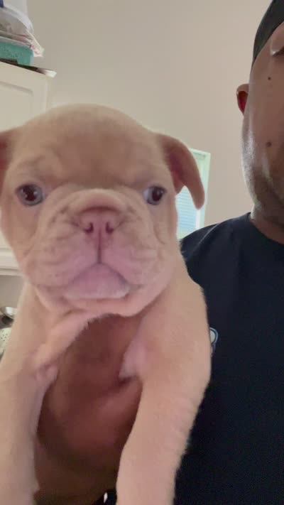 Benji, a male French Bulldog for sale in Raleigh, NC – 3 of 3
