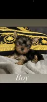 Peanut, a male Yorkipoo for sale in Raleigh, NC – 2 of 2