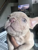 Benji, a male French Bulldog for sale in Raleigh, NC – 2 of 3
