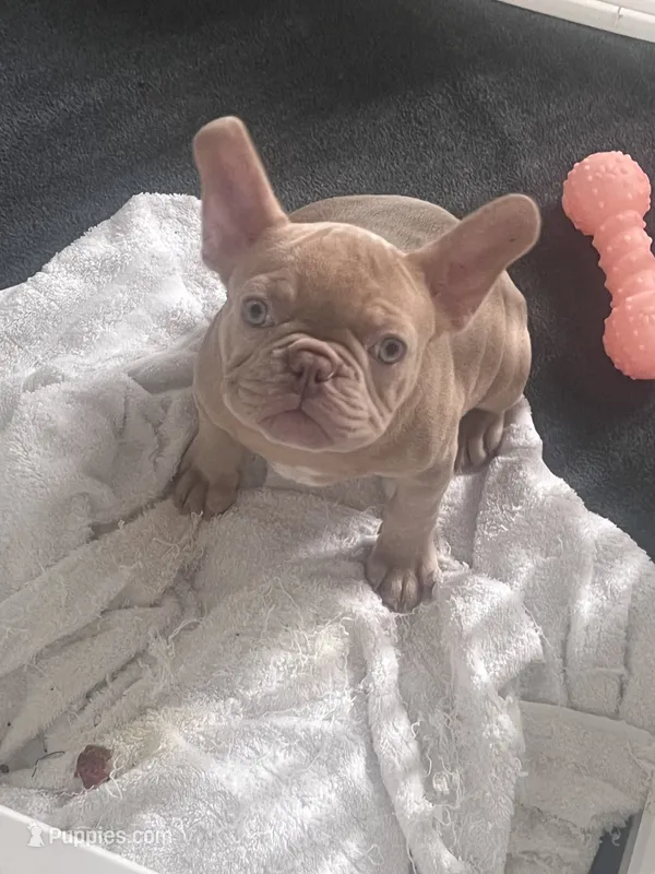 Noddle – French Bulldog puppy for sale in Raleigh, NC