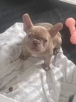 Noddle, a male French Bulldog for sale in Raleigh, NC – 1 of 4