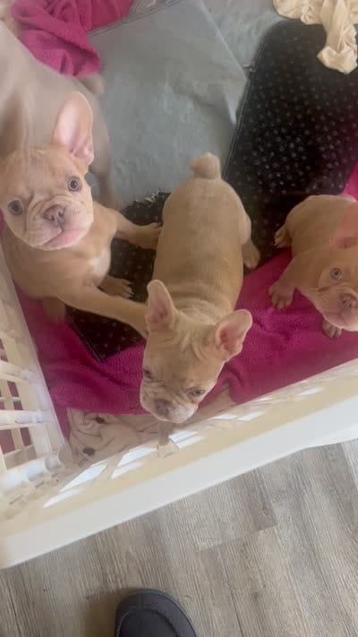 Max, a male French Bulldog for sale in Raleigh, NC – 3 of 3