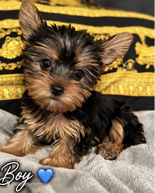 Jamesom – Poodle - Toy  puppy for sale in Raleigh, NC