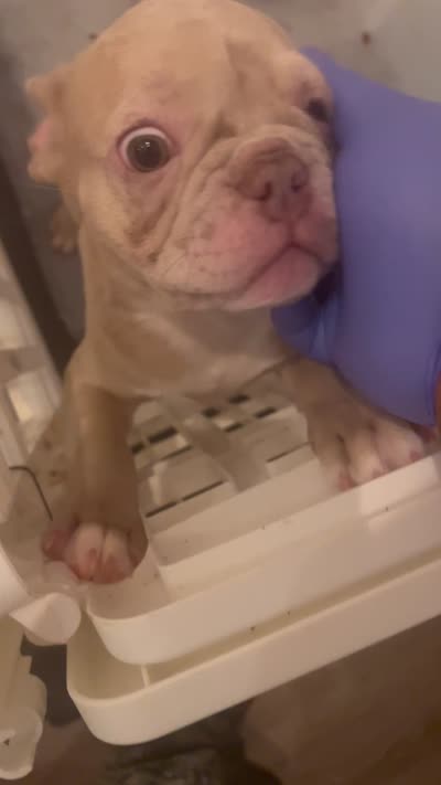 Noddle, a male French Bulldog for sale in Raleigh, NC – 4 of 4