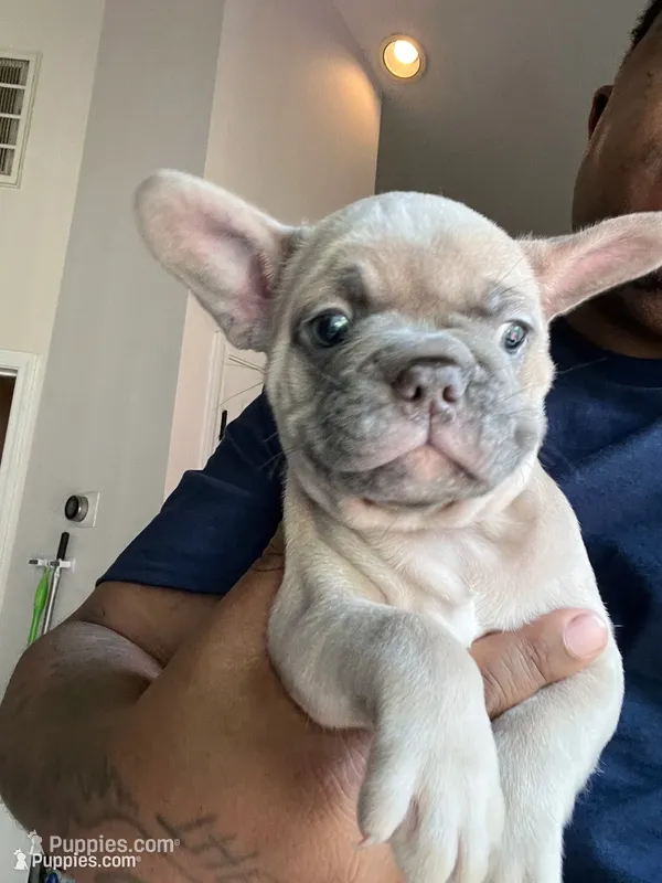 Prince – French Bulldog puppy for sale in Raleigh, NC