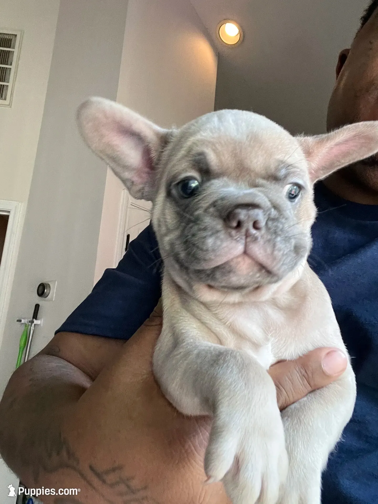 Prince, a male French Bulldog for sale in Raleigh, NC – 1 of 2