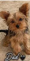 Lucy , a female Poodle - Toy  for sale in Raleigh, NC – 3 of 4