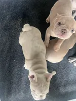 Max, a male French Bulldog for sale in Raleigh, NC – 2 of 3