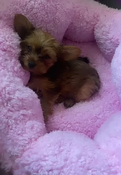 Jamesom, a male Poodle - Toy  for sale in Raleigh, NC – 2 of 2