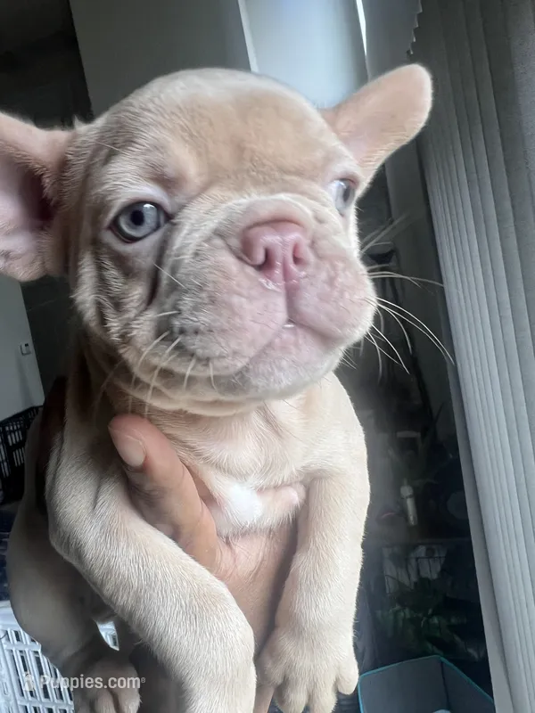 Benji – French Bulldog puppy for sale in Raleigh, NC