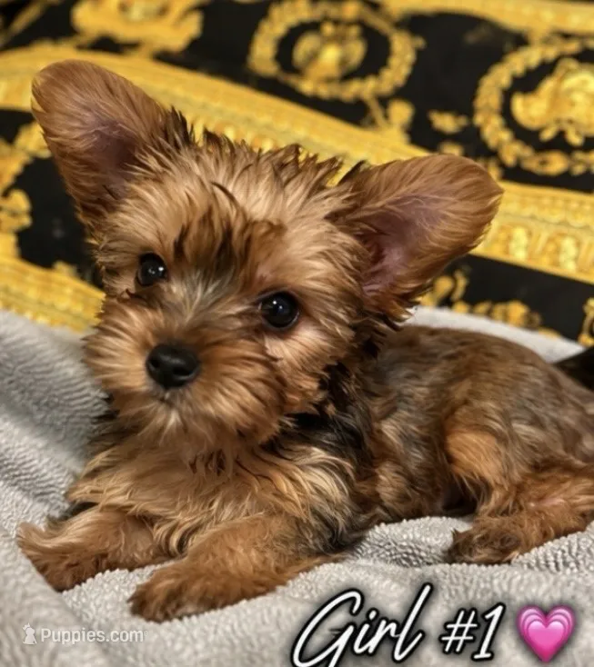 Lucy  – Poodle - Toy  puppy for sale in Raleigh, NC
