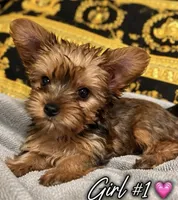 Lucy , a female Poodle - Toy  for sale in Raleigh, NC – 1 of 4