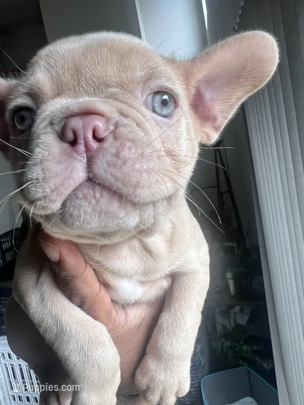 Max – French Bulldog puppy for sale in Raleigh, NC