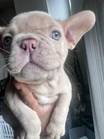 Max, a male French Bulldog for sale in Raleigh, NC – 1 of 3