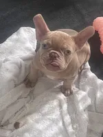 Noddle, a male French Bulldog for sale in Raleigh, NC – 3 of 4