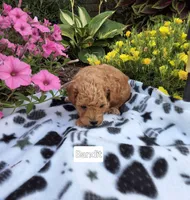 Bandit, a male Peekapoo for sale in Odon, IN – 3 of 3