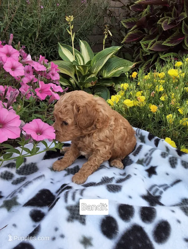 Bandit – Peekapoo puppy for sale in Odon, IN