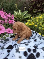 Bandit, a male Peekapoo for sale in Odon, IN – 1 of 3