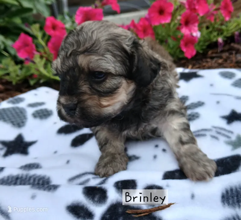 Brinley – Maltipoo puppy for sale in Odon, IN