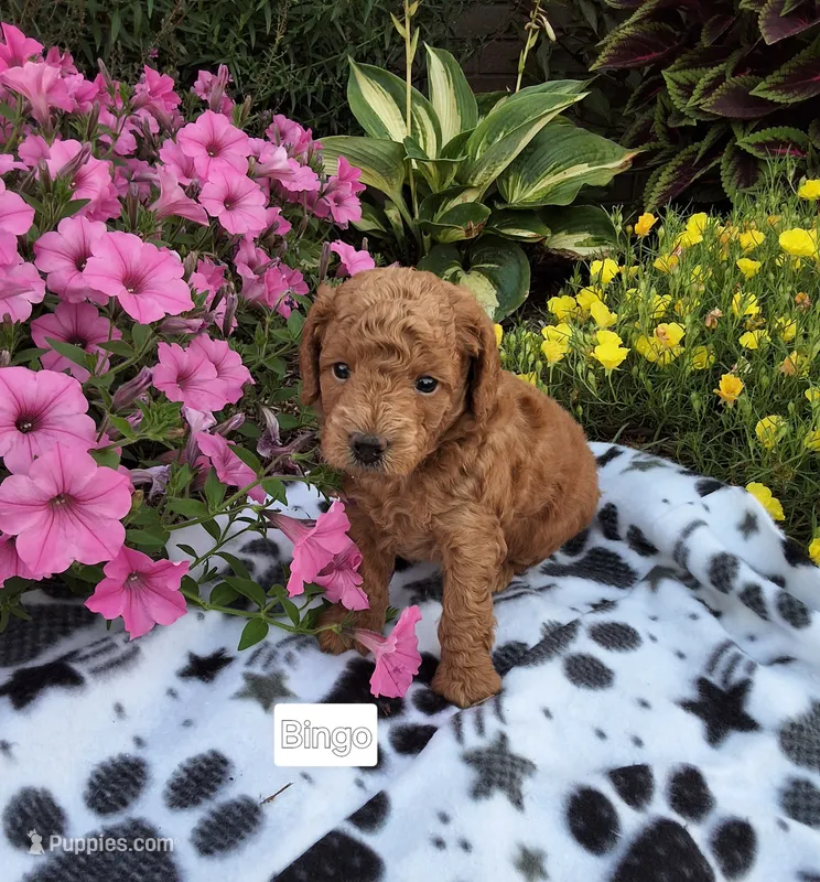 Bingo – Peekapoo puppy for sale in Odon, IN