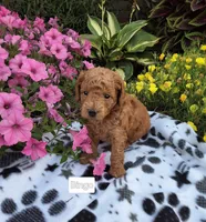 Bingo, a male Peekapoo for sale in Odon, IN – 1 of 2