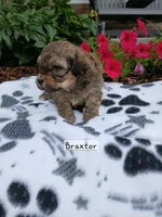 Braxtor , a male Maltipoo for sale in Odon, IN – 2 of 3
