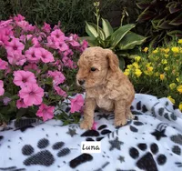 Luna (on hold), a female Peekapoo for sale in Odon, IN – 2 of 2