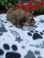 Braxtor , a male Maltipoo for sale in Odon, IN – 3 of 3