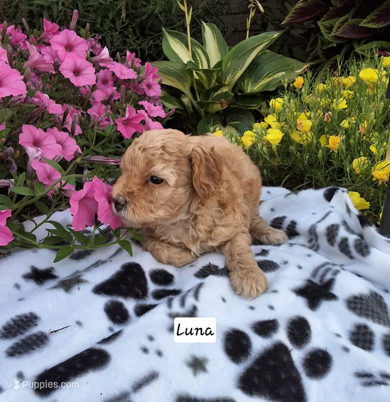 Luna (on hold) – Peekapoo puppy for sale in Odon, IN