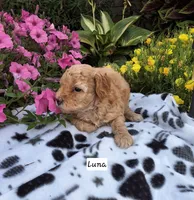 Luna (on hold), a female Peekapoo for sale in Odon, IN – 1 of 2
