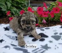 Brinley, a female Maltipoo for sale in Odon, IN – 2 of 2