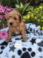 Bandit, a male Peekapoo for sale in Odon, IN – 2 of 3