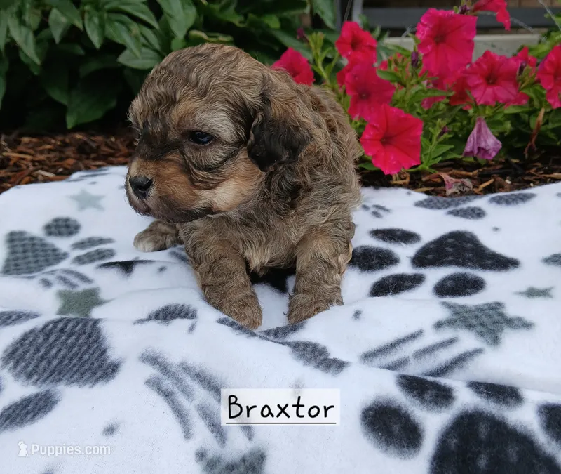 Braxtor , a male Maltipoo for sale in Odon, IN – 1 of 3