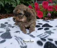 Braxtor , a male Maltipoo for sale in Odon, IN – 1 of 3