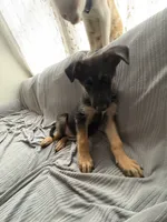 Mimi, a female German Shepherd Dog for sale in Jonesboro, GA – 2 of 2