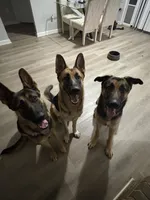 Jax, a male German Shepherd Dog for sale in Jonesboro, GA – 4 of 4