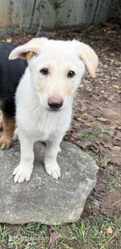 Jax – German Shepherd Dog puppy for sale in Jonesboro, GA
