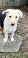 Jax, a male German Shepherd Dog for sale in Jonesboro, GA – 1 of 4