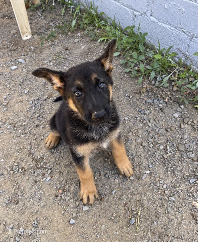 Mimi – German Shepherd Dog puppy for sale in Jonesboro, GA