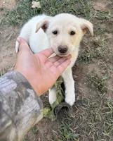 Jax, a male German Shepherd Dog for sale in Jonesboro, GA – 2 of 4