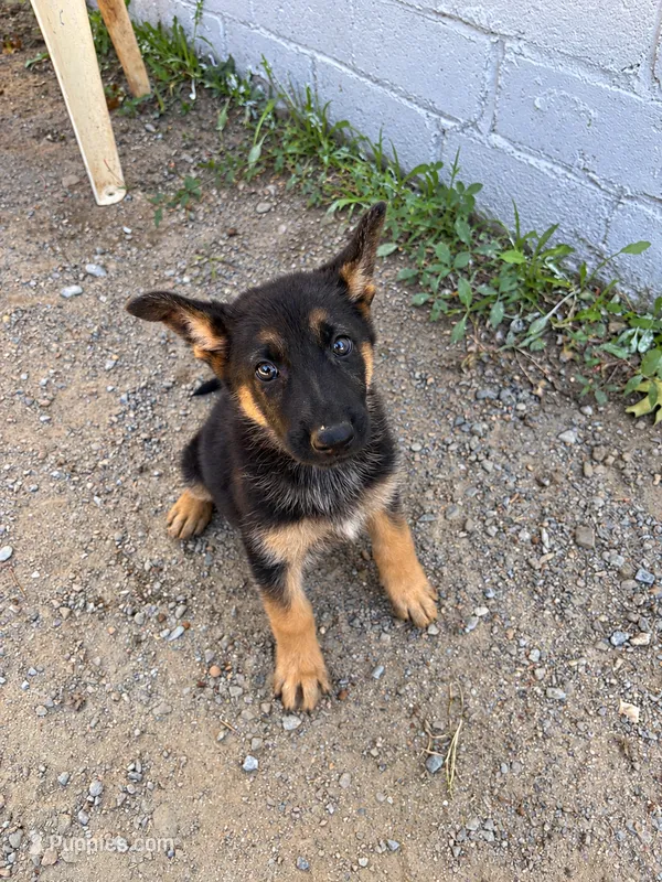 Gloria – German Shepherd Dog puppy for sale in Jonesboro, GA