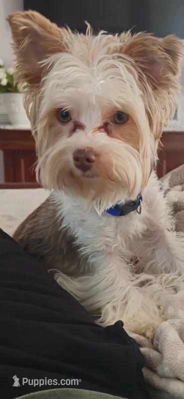 Churro – Yorkshire Terrier puppy for sale in Spotsylvania Courthouse, VA