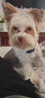 Churro, a male Yorkshire Terrier for sale in Spotsylvania Courthouse, VA – 1 of 3